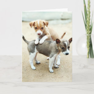 Carte Puppies mignonnes jouer sur la plage