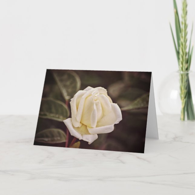 Carte Pure White Rose Art (Devant)