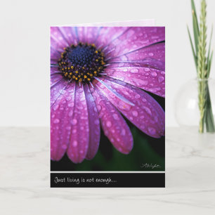 Carte Purple African Daisy, par Anna Wight