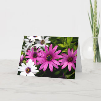 Carte Purple Daisy