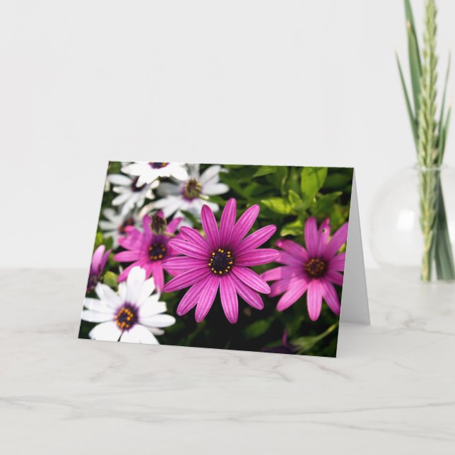 Carte Purple Daisy (Devant)