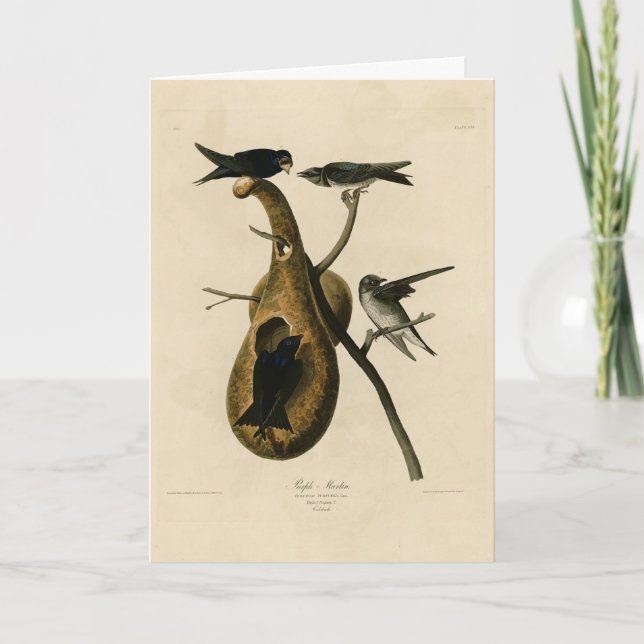Carte Purple Martin de Audubon's Birds of America (Devant)
