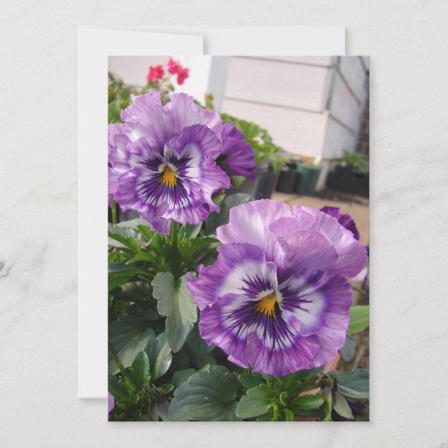 Carte Purple Pansy Photo fleurs florales Jardin Nature (Devant)