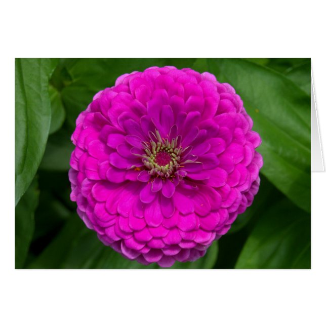 Carte Purple Zinnia (Devant horizontal)