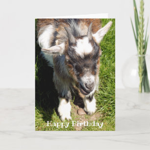 CARTE PYGMY CHAT