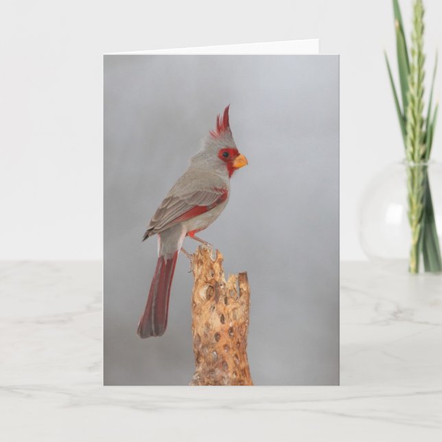 Carte Pyrrhuloxie sur une branche (Devant)
