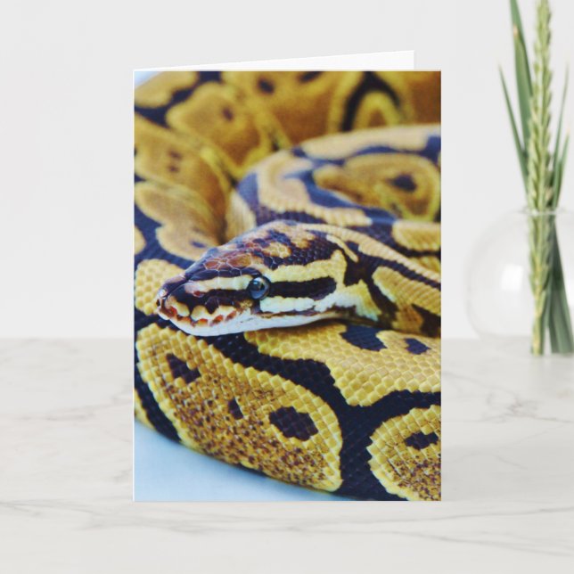 Carte Python à bille jaune et noir reposant (Devant)