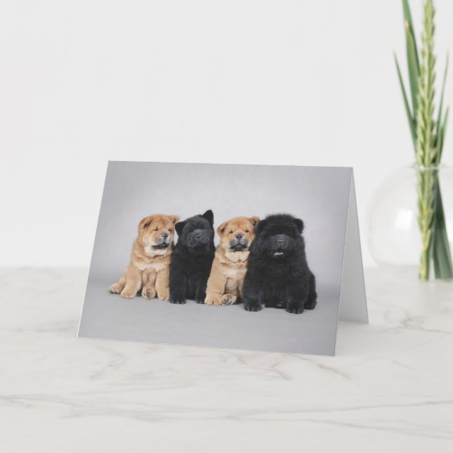 Carte Quatre petits chiots de bouffe de bouffe (Devant)