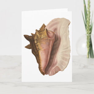 Carte Queen Conch Shell Seashell, Vintage Marine Life