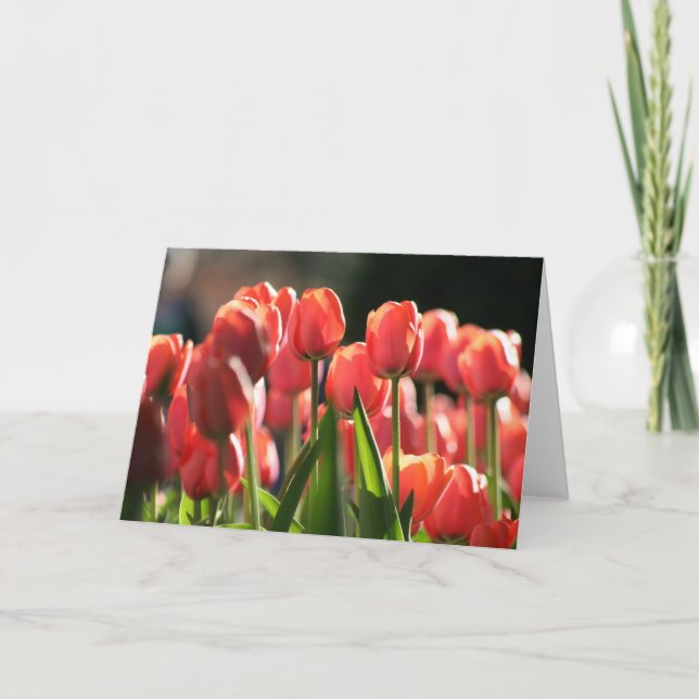 Carte Quelques tulipes au printemps (Devant)