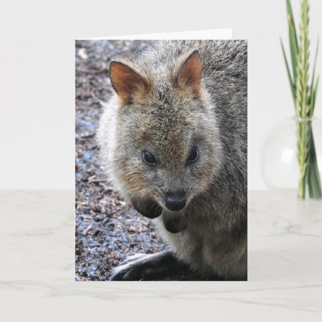 Carte Quokka (Devant)