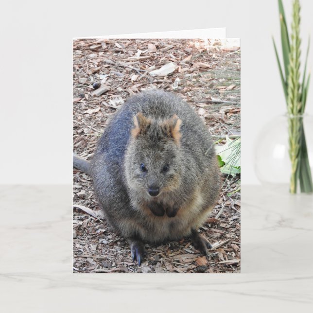 Carte Quokka (Devant)