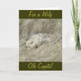 Carte R13 Coyote en haute herbe