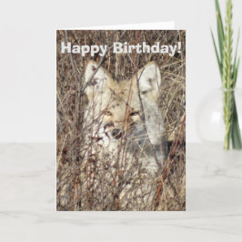 Carte R21 Coyote "Vous regarder"