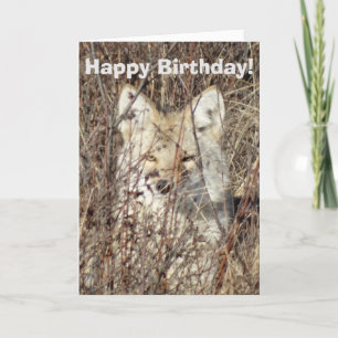 Carte R21 Coyote "Vous surveille"