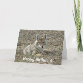 Carte R22 Coyote Laying