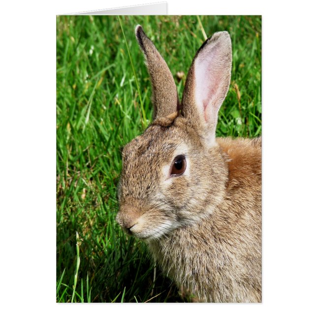 Carte RABBIT CUTE (Devant)
