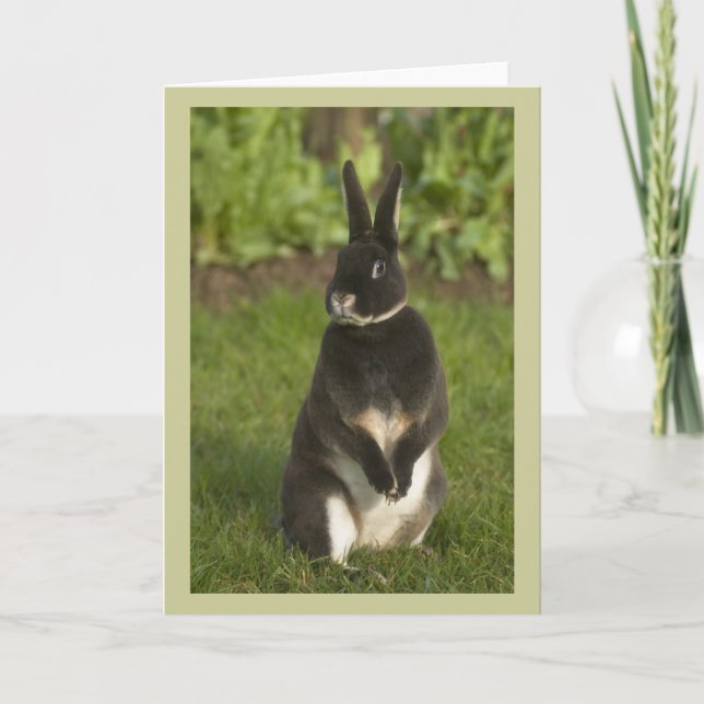Carte Rabbit Rex (Devant)