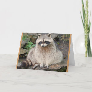 Carte Raccoon