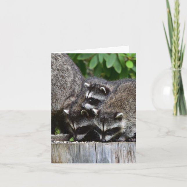 Carte Raccoon Babies ! (Devant)