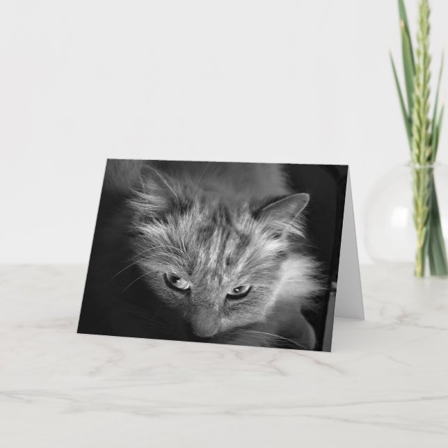 Carte Ragdoll Cat / Noir (Devant)
