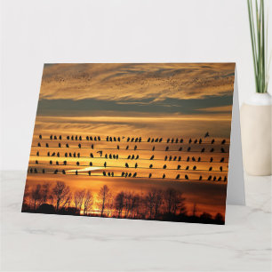 Carte Rassemblement des Starlings