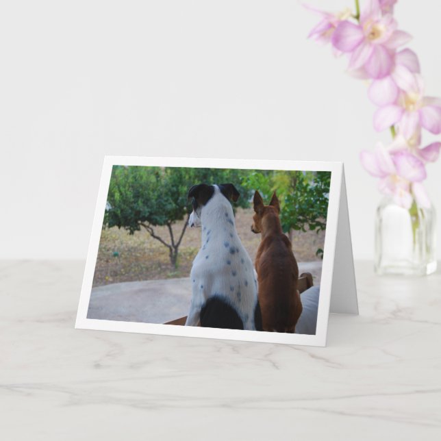 Carte Rat Terrier et Pinscher Nain (Orchidée)