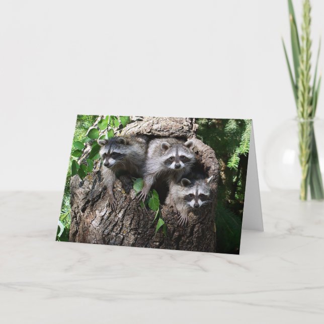 Carte Raton laveur - les trois amis (Devant)