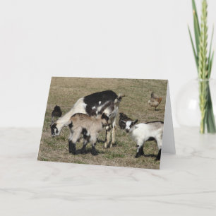 Carte Reba, Patti, Shamrock, and Chickens All Occasions 