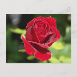 Carte Recette Chocolat Chip Arachide Beurre Cookie