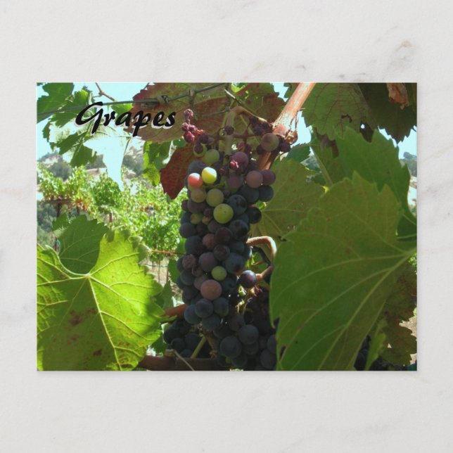 Carte Recette - Raisins sur la vigne (Devant)