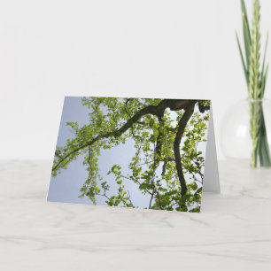 Carte Recherche de l'arbre du peuplier de printemps