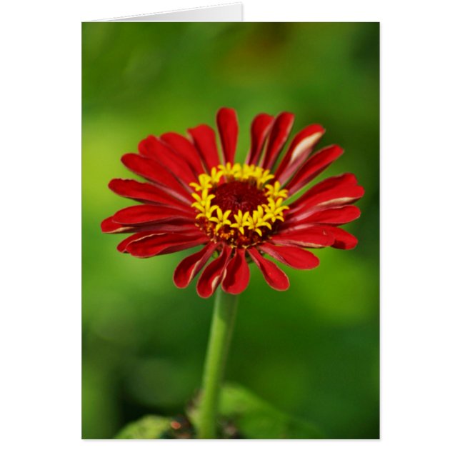Carte Red Daisy (Devant)