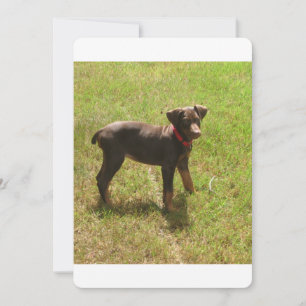 Carte Red_doberman_puppy.png