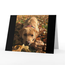 Red Fox Labrador Sat À L'Automne Feuilles Salutati