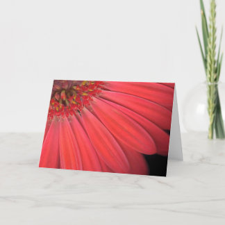 Carte Red Gerber Daisy