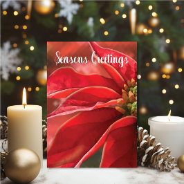 Carte Red Poinsettia Seasons Greetings