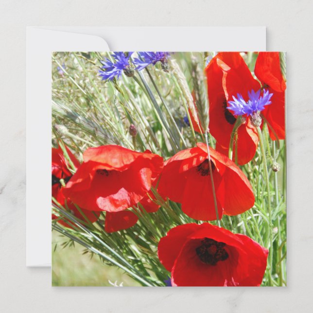 Carte Red Poppy, Cottage Garden photo (Devant)