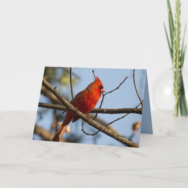 Carte Redboy Watching (Devant)