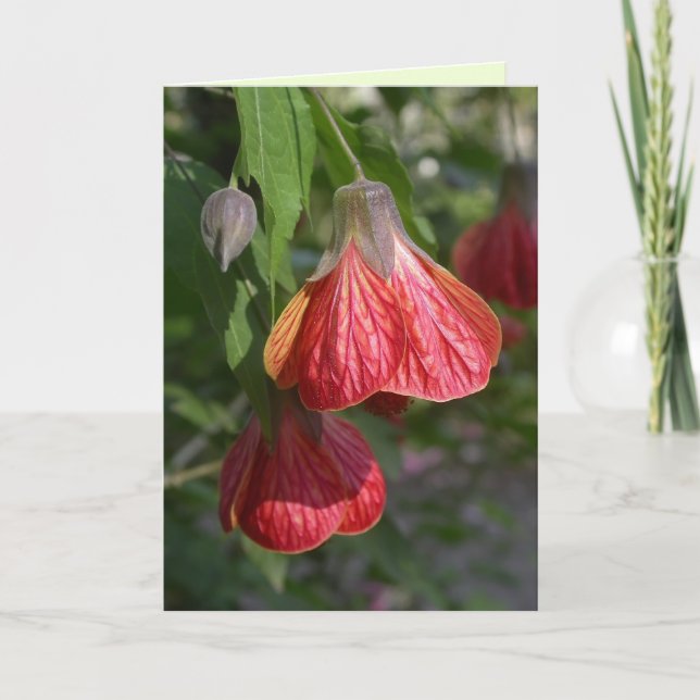Carte Redvein Abutilon (Devant)