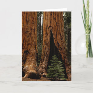 Carte Redwood Trees, Sequoia National Park.