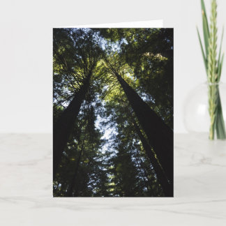 Carte Redwoods