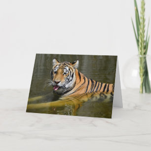 Carte Refroidissement du tigre du Bengale