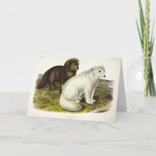 Carte Renard arctique (renard blanc, renard polaire, ren