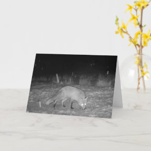 Carte Renard Élégant dans une Photo de Faune de Campagne