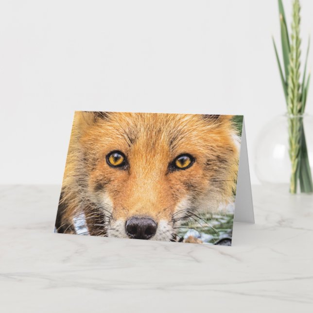 Carte Renard Rouge - Visage - Yeux (Devant)