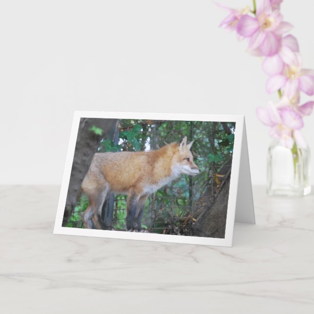 Carte Renard roux dans les bois (Orchidée)