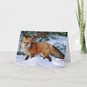Carte Renard roux Neige en hiver, Montana