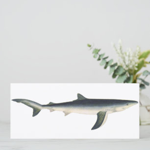 Carte Requin Bleu, Vie Marine Aquatique Océanique Vintag