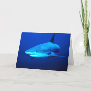 Carte requin taureau